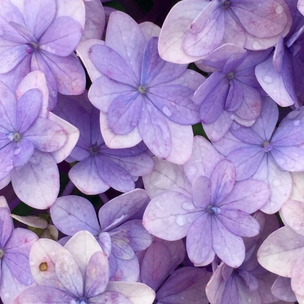 Meet your Posher, Rox